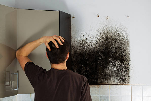 Mold Removal Process in San Juan, TX